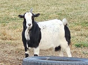 fainting goat for sale